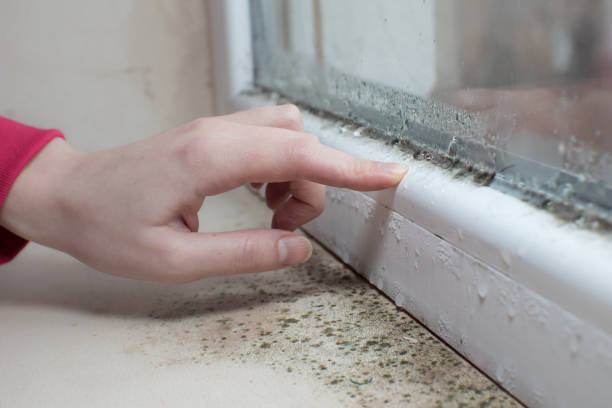Best Mold Odor Removal Services  in Martin, TN